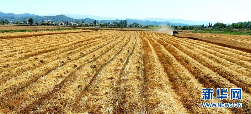 湖北房县：麦浪滚滚收获忙