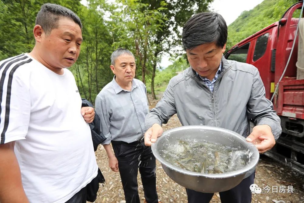 快来看，国家级“鱼宝宝”来房县安家啰！
