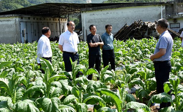 丁杰到东部乡镇调研烟叶产业发展