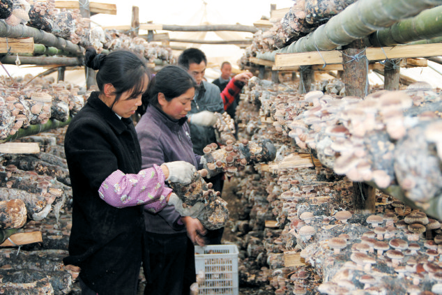 千里沃野竞丰饶 ——房县聚力农业发展加快乡村振兴走笔
