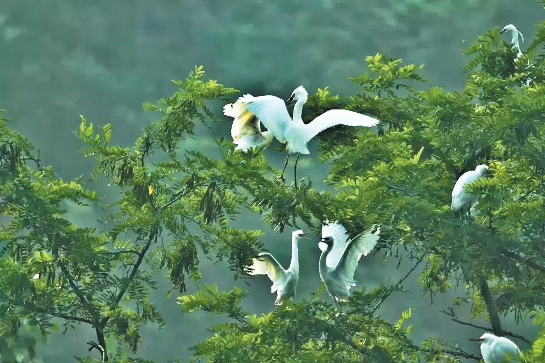 绿满房陵画卷舒——房县生态文明建设工作纪实