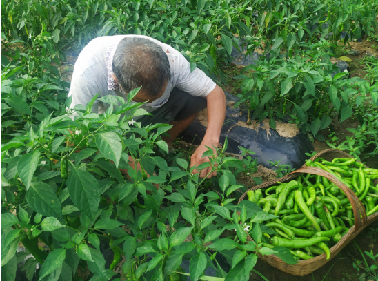 青峰镇：辣椒迎丰收，农户笑开颜