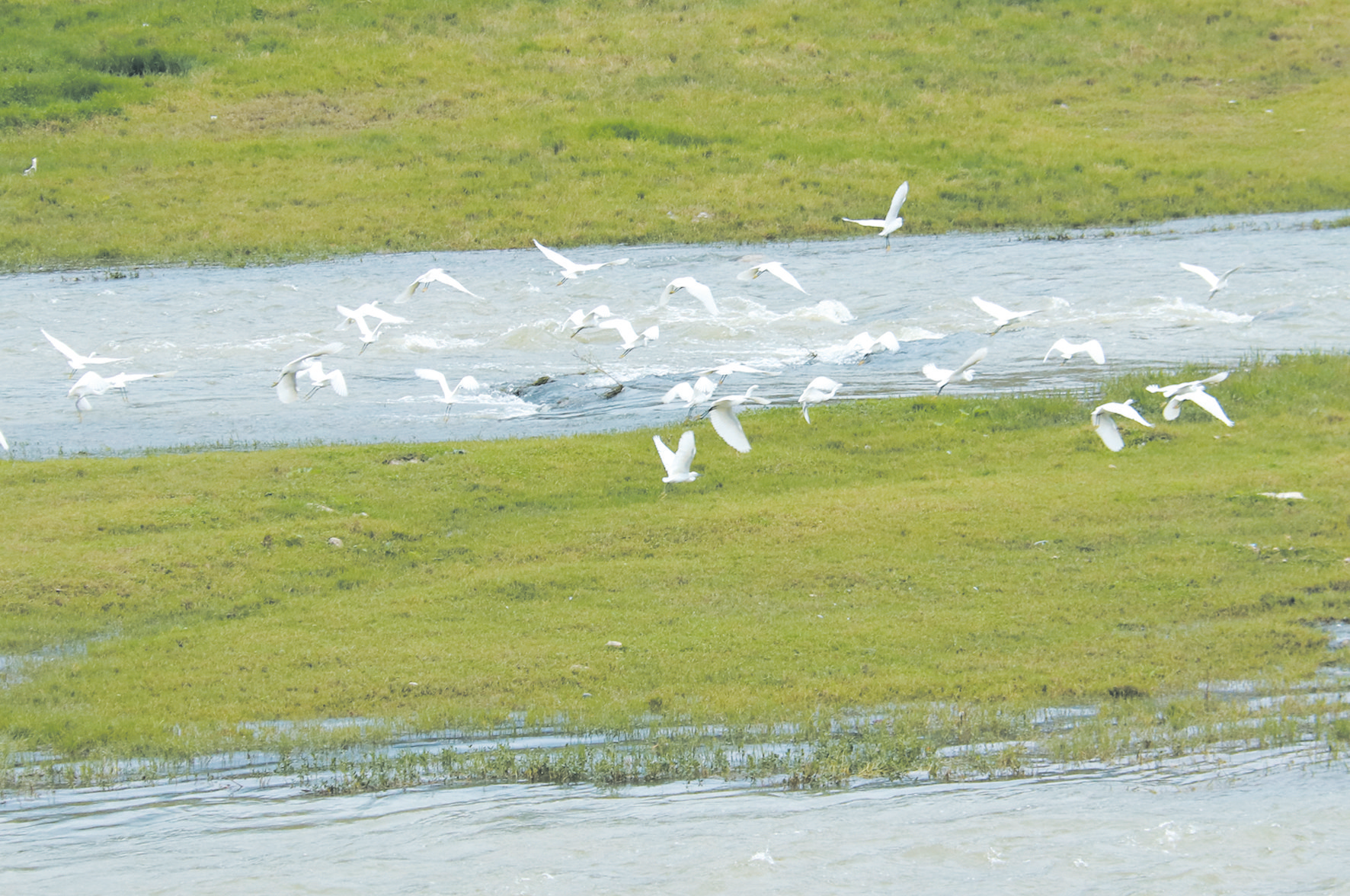 河岸青青 水鸟翩翩