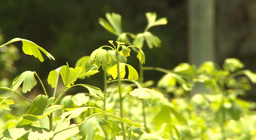 青峰镇龙王坪村：小小银杏叶 致富大产业