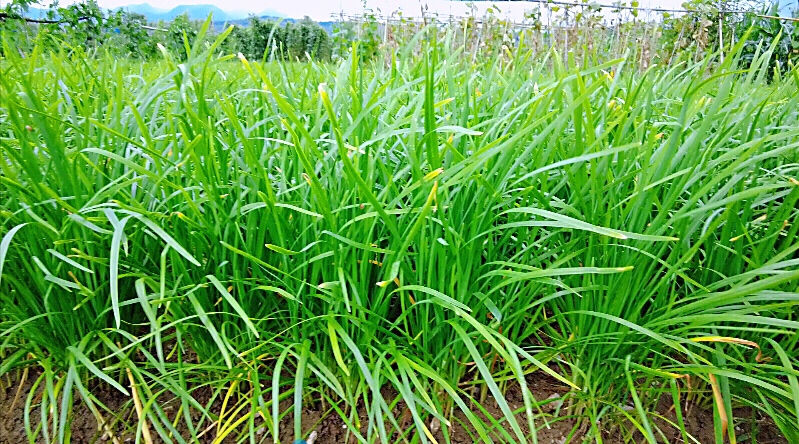 《记者走基层》红塔镇六谷村：丰收时节农户忙