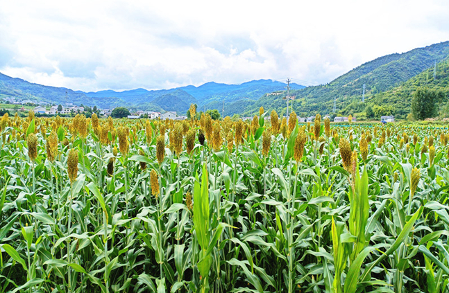 中坝乡2500亩高粱长势喜人
