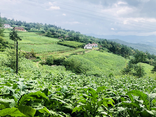 青峰镇 ：烟叶丰收 绿叶变金叶