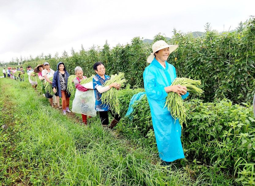 房县：小豇豆大丰收