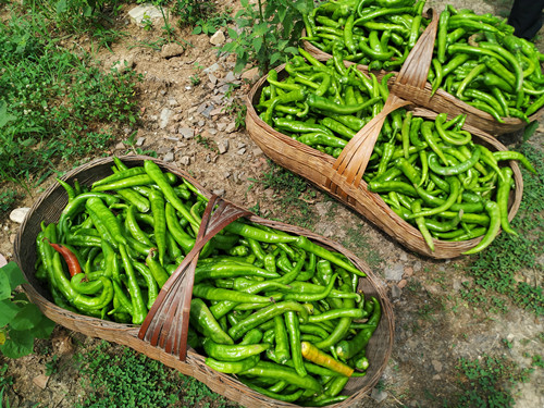 青峰镇龙王坪村：辣椒丰收富农家