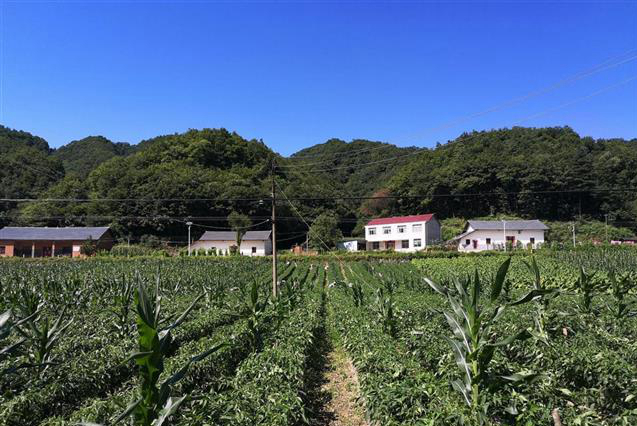 野人谷镇近百亩辣椒喜获丰收