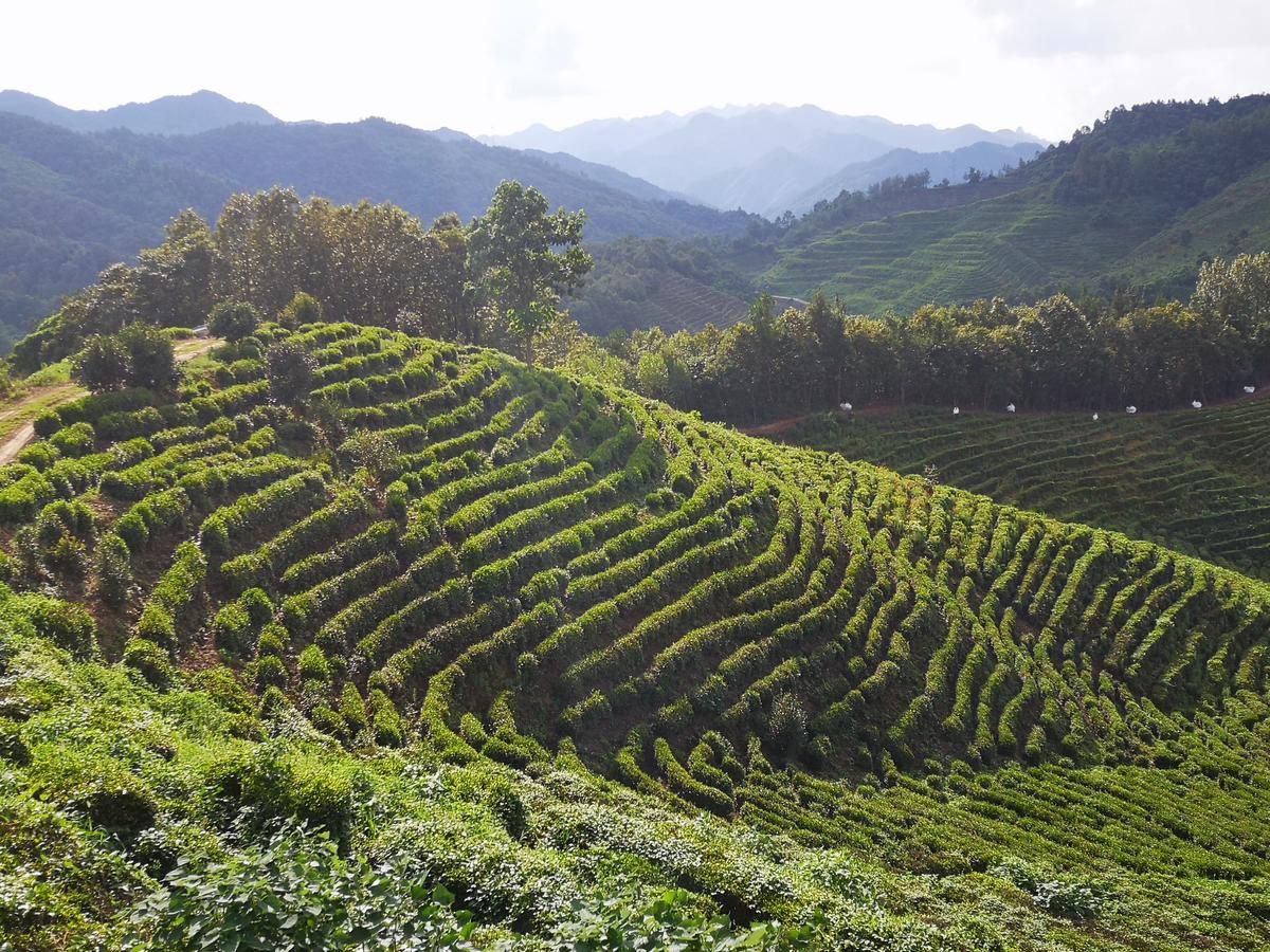 做优精深加工 共创区域品牌 房县梯次培育茶叶龙头企业