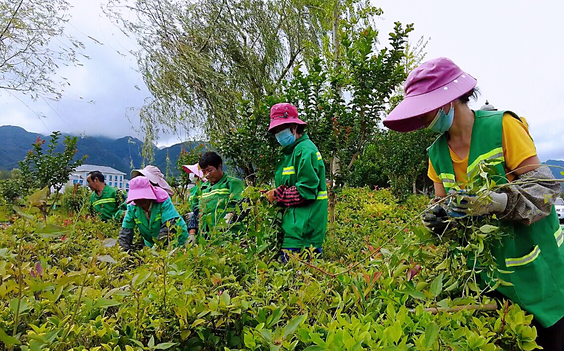 市政园林忙除草 优化环境美化城
