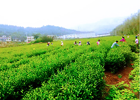 窑淮镇：秋茶采摘季 茶农喜增收