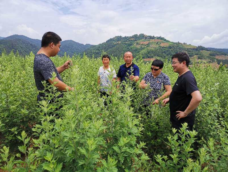 尹吉甫镇：小小艾叶撑起致富大产业