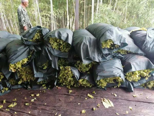 房县：用绿色迎来增收的底色