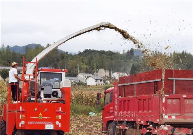 房县废弃秸秆成牛羊“营养罐头”