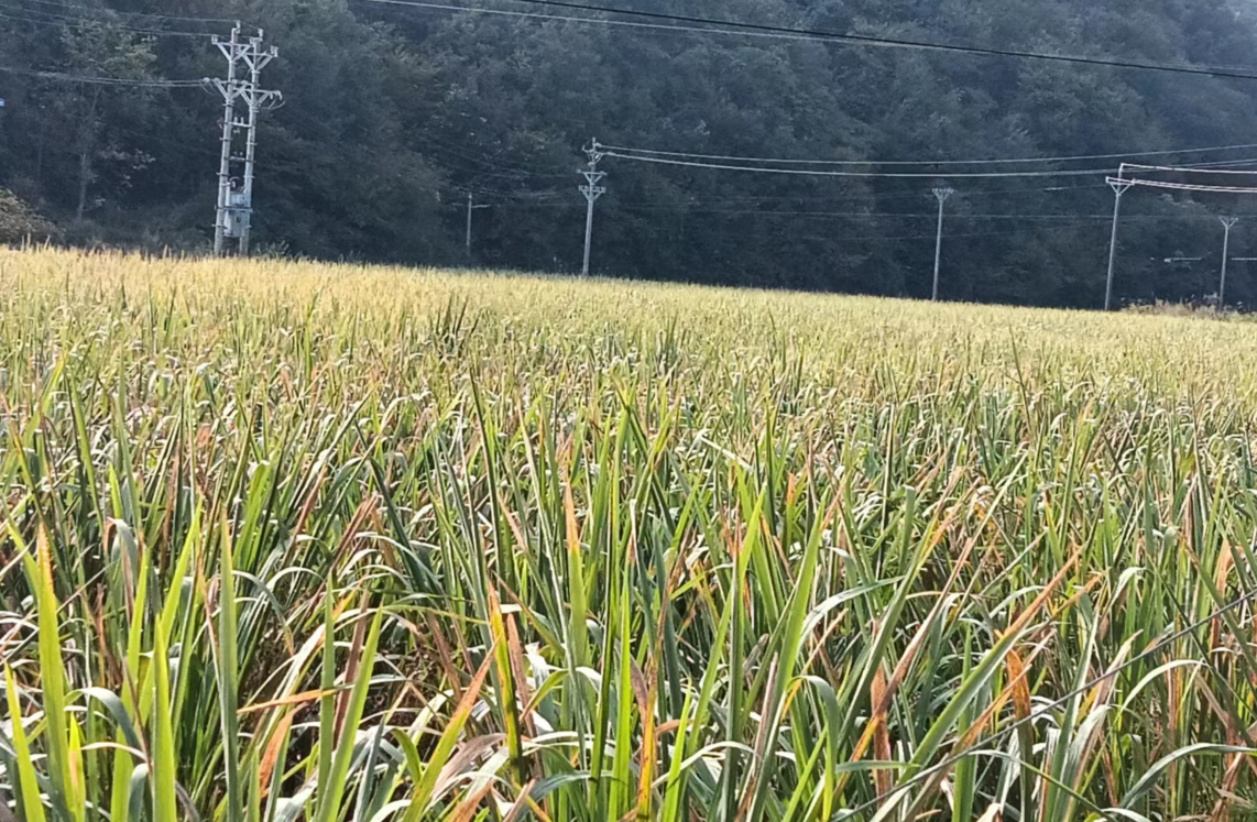 白鹤镇东浪村茭白喜迎丰收季 绿了乡村富了农民兴了农业