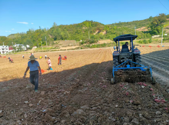 “薯”你最甜，军店镇军马村红薯喜迎丰收