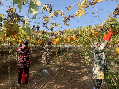 房县军店镇：吊瓜迎丰收 “金果果”结出“致富籽”