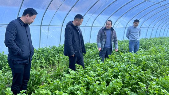 大木厂镇：发展蔬菜产业 促进农业增效