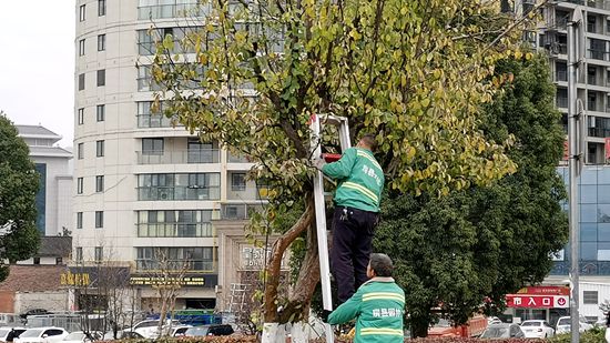 我县住建园林部门做好城区植被安全过冬工作