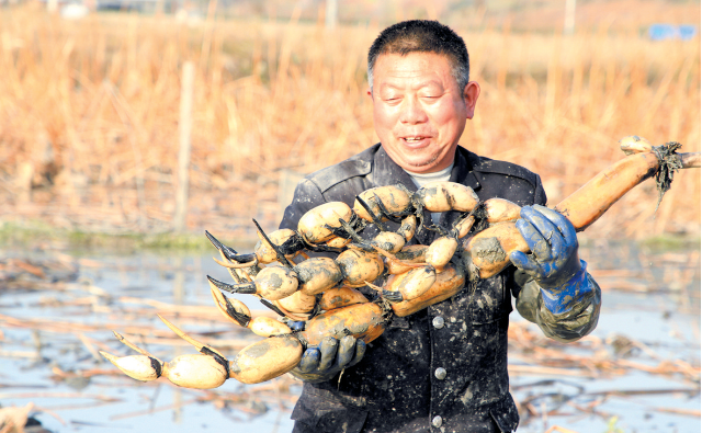 农业节水 莲藕丰收