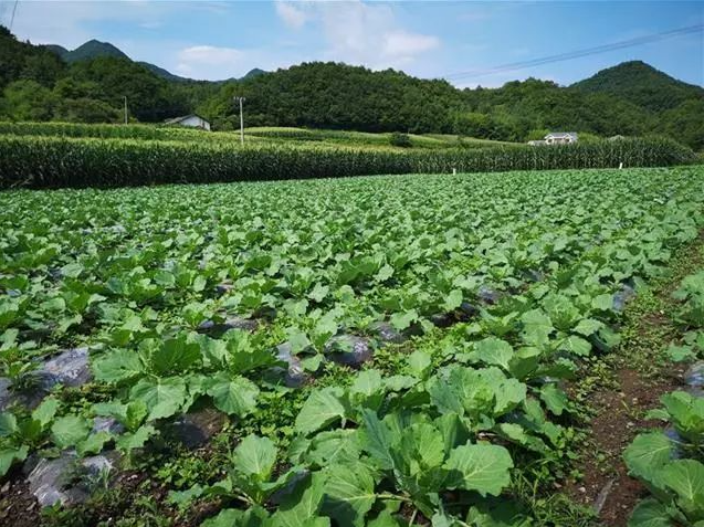 房县野人谷镇西蒿坪村：乡亲互助站 共建聚合力