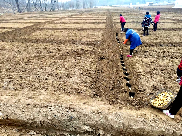 房州味道：土豆春播忙