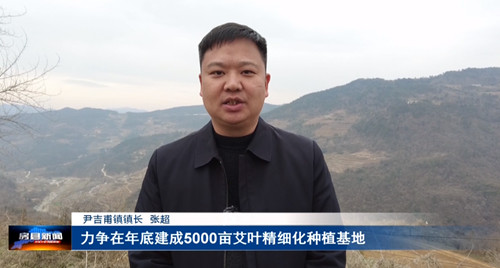 尹吉甫镇：艾草种植培训走进田间地头 全镇掀起艾草产业发展热潮