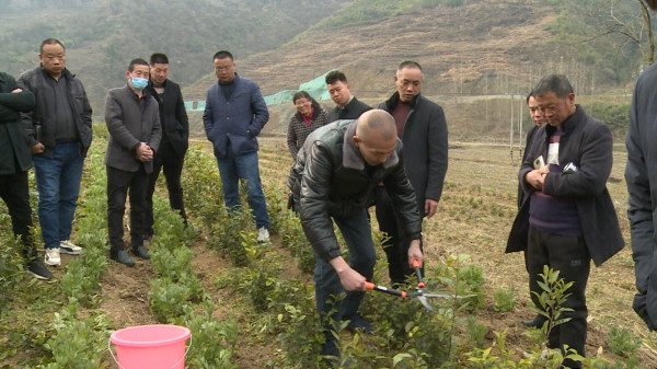 门古寺镇：全镇齐心打造万亩茶园