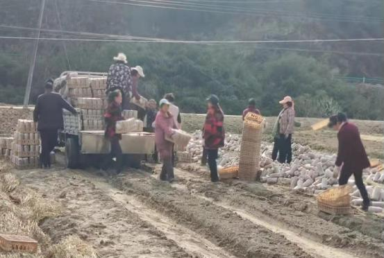 土城镇：产业升温猛发酵 乡村振兴后劲足