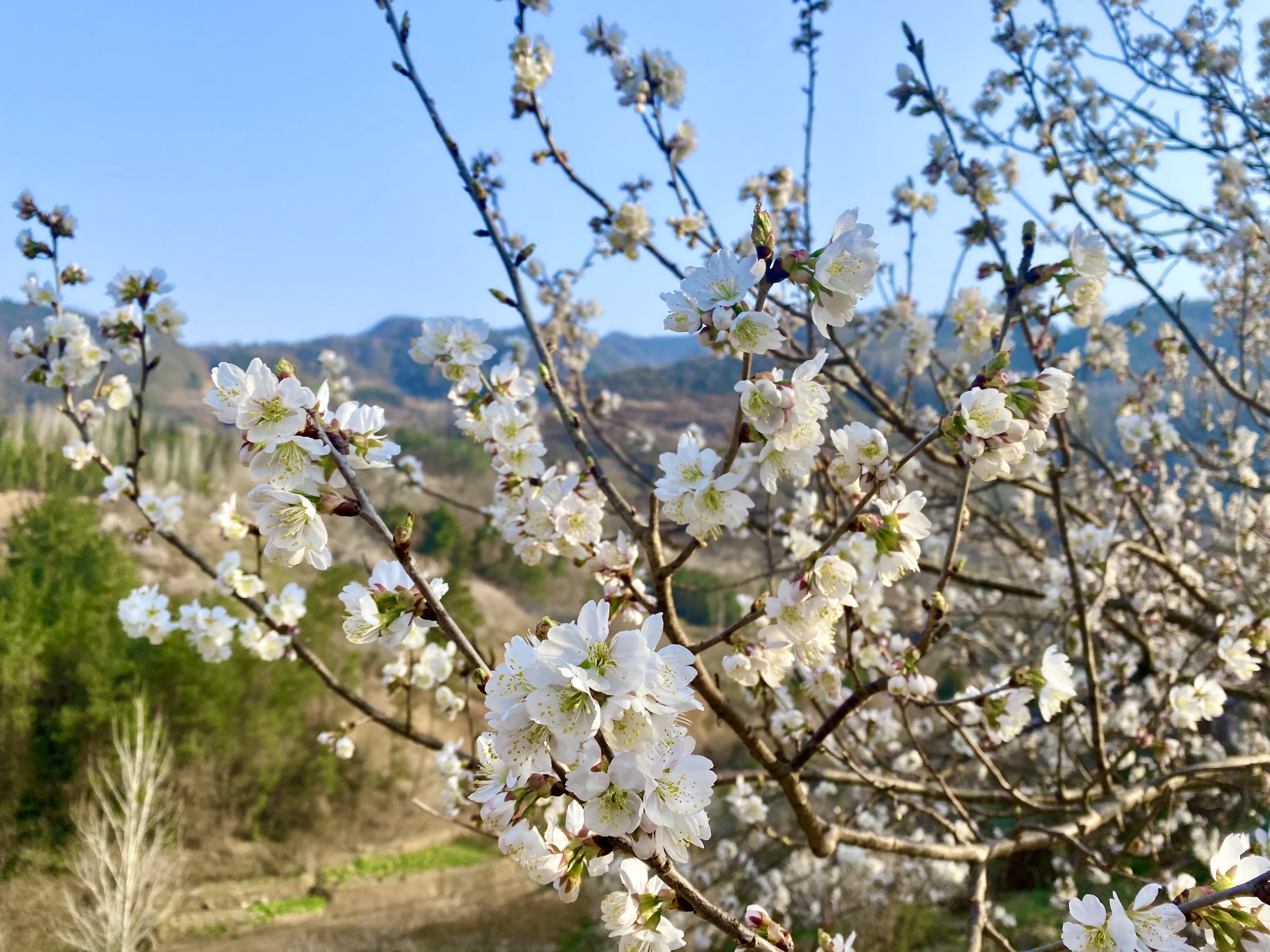 春意融融|房县八里村的樱桃花在春风里愈渐浓郁