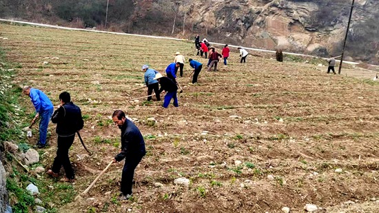 大木厂镇：茶园管护正当时