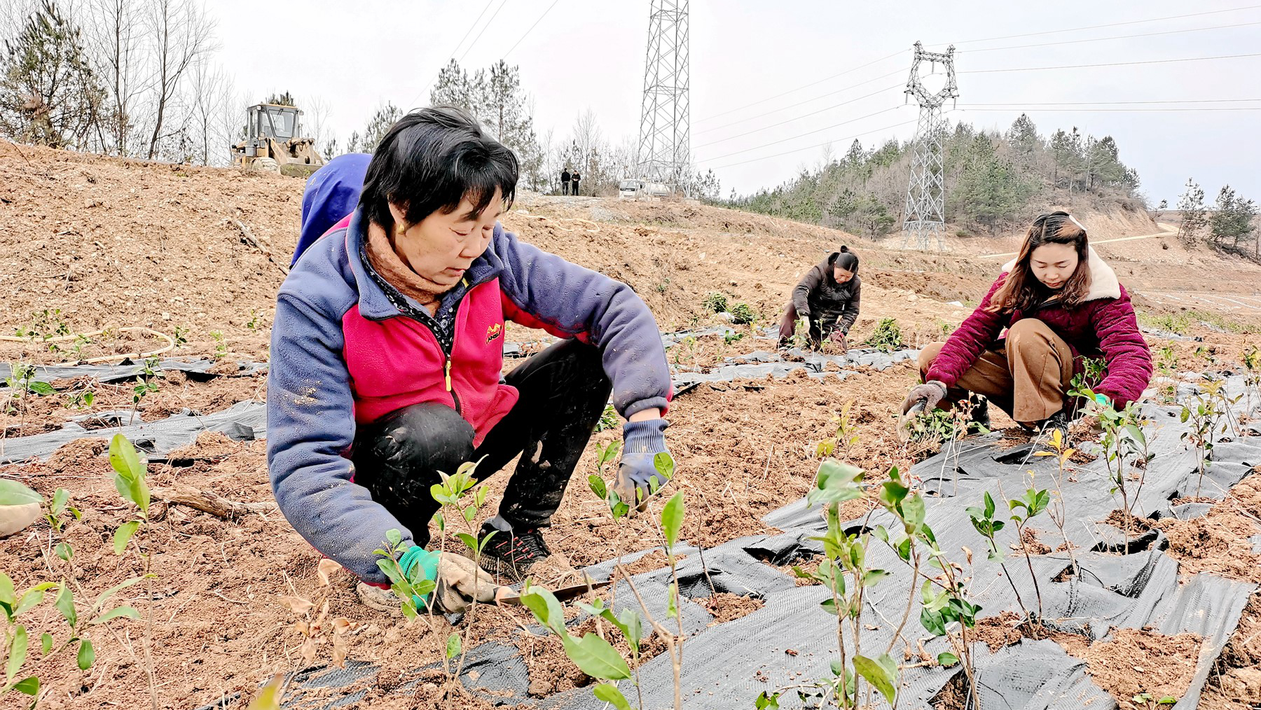 房县：补种茶苗忙