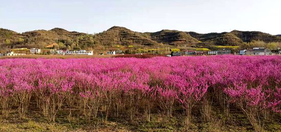 双柏村：紫荆花开春意浓