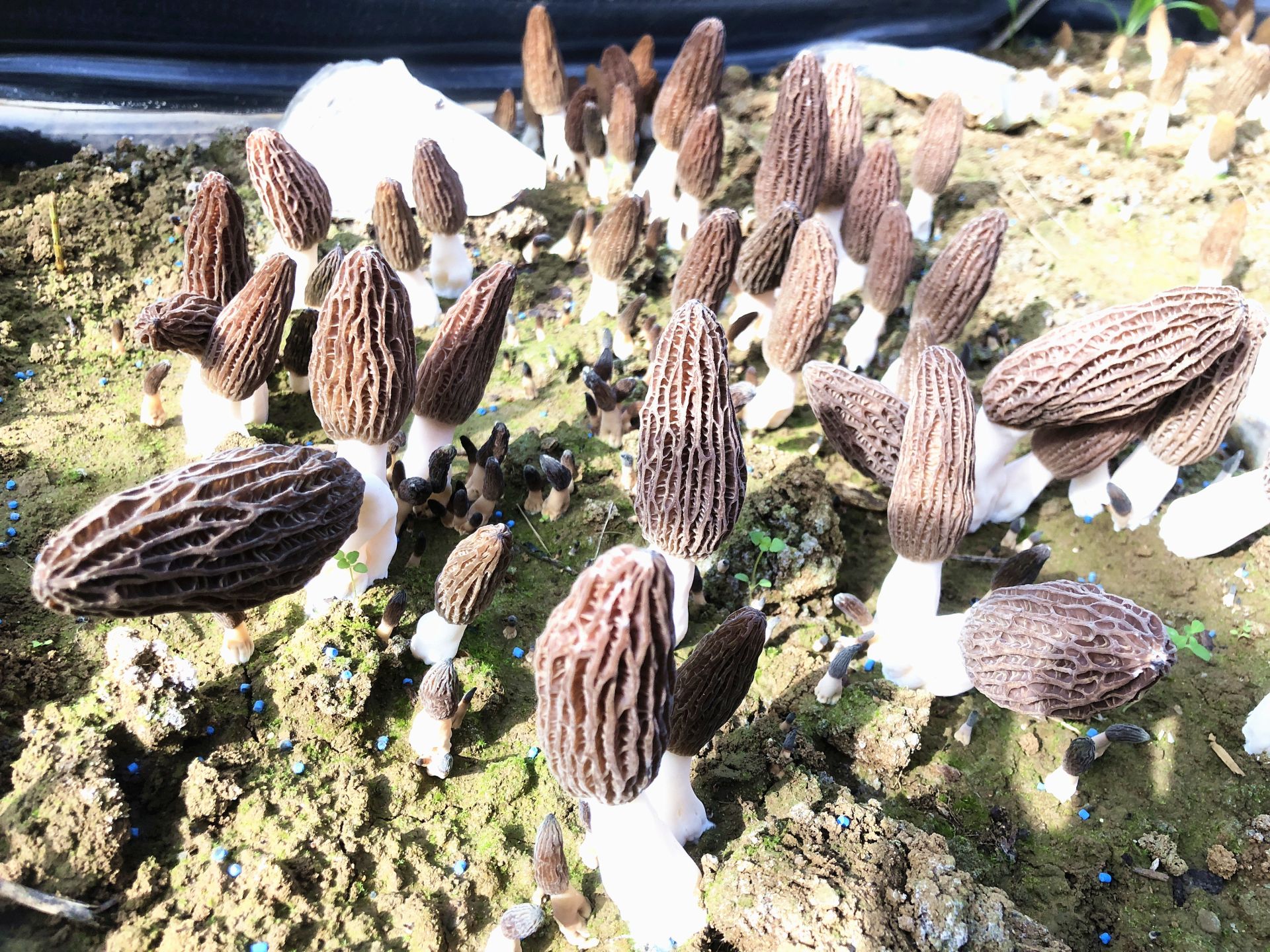 房县积极探索羊肚菌种植新模式