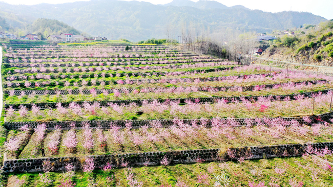 房县：黄桃花开艳乡村振兴忙