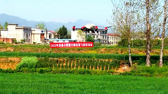 房县：小麦地里“飞防”忙 统防统治病虫害