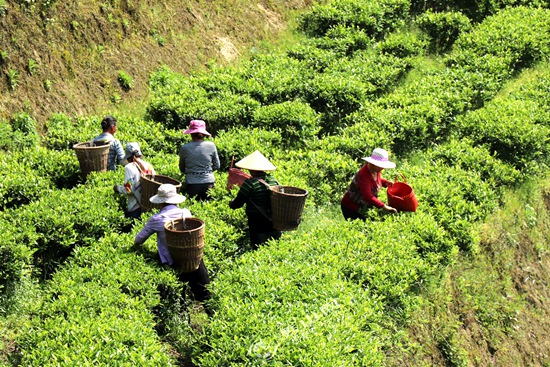 大木厂镇：春风吹来茶园美 茶农春耕采摘忙