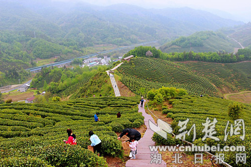 房县窑淮茶园美如画 游客纷纷入画来