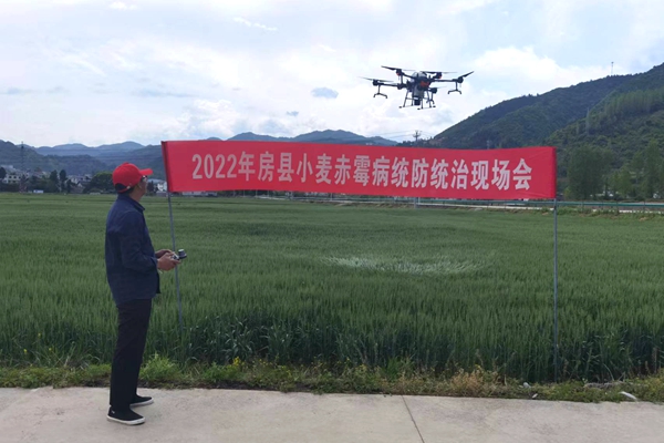 房县全面开展小麦赤霉病防控 保夏粮增收