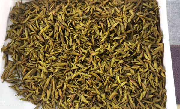 房县万峪乡发现大片野生骞林茶树