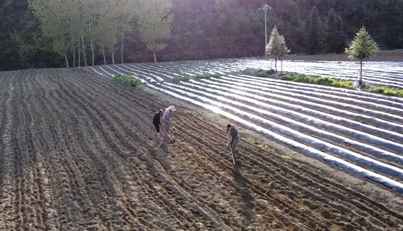 白鹤镇：抢抓时令 烟叶备栽起垄忙