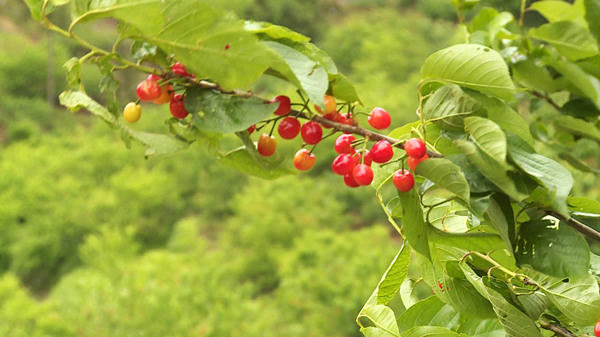 房县举行第八届樱桃采摘节开幕式暨《樱桃熟了》电影开机仪式