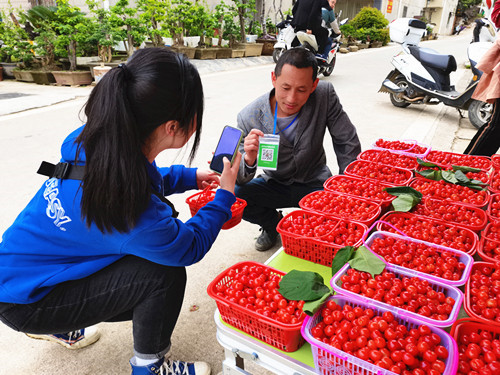 房县：“小樱桃”激活乡村振兴“大产业”