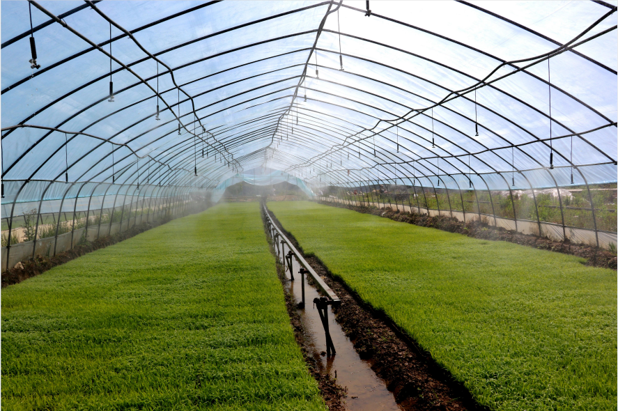 房县：机械化育秧 秧苗长势喜人