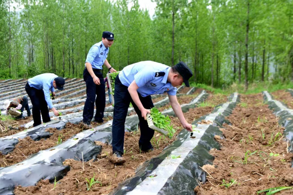 【我为群众办实事】人民警察为人民 移栽烟苗暖人心
