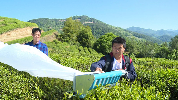 房县：推广机械化采茶 插上产业腾飞“翅膀”