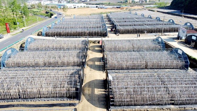 土城镇吊袋木耳“串”起产业发展新优势