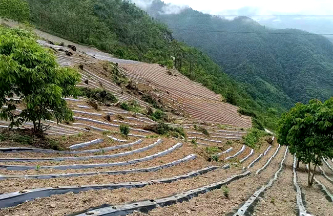 九道乡发展烟叶种植1.15万亩